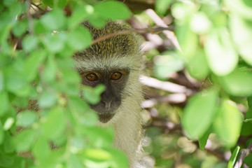 African Wildlife (Zambia) 