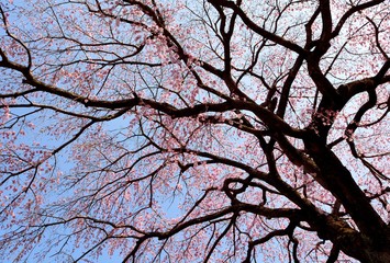 Old weeping cherry blossoms in japanese spring