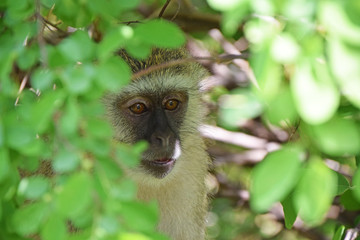 African Wildlife (Zambia) 