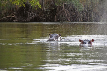 African Wildlife (Zambia) 