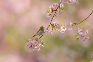 メジロ／河津桜i留まったメジロの枝留まり