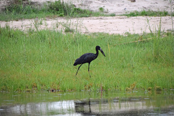 African Wildlife (Zambia) 