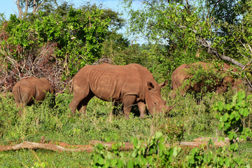 African Wildlife (Zambia) 