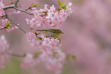 Fototapeta premium メジロ／河津桜i留まったメジロの枝留まり