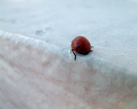 Ladybug on the Edge