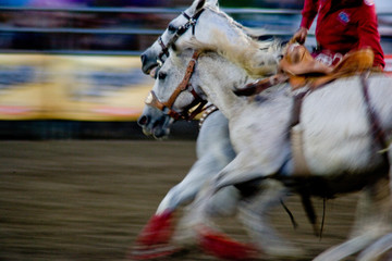 Fototapeta na wymiar Rodeo Horses in tandem