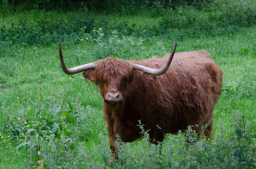 Scottish Highland Wet 