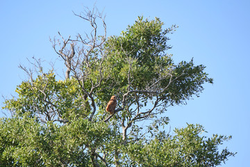 Fototapeta premium Africa Wildlife (Zambia) 