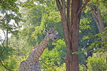 Africa Wildlife (Zambia) 