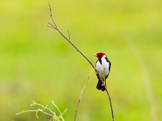Yellow Billed Cardinal in branch