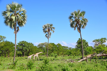 Fototapeta na wymiar Africa Wildlife (Zambia) 