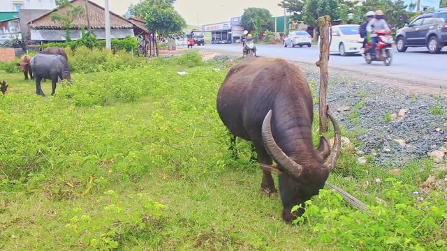 Closeup Bull Grazes on Sideroad Green Meadow by Houses
