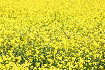 Fototapeta premium 菜の花畑