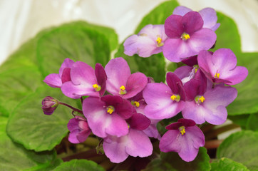 Beautiful purple violet flowers close up.