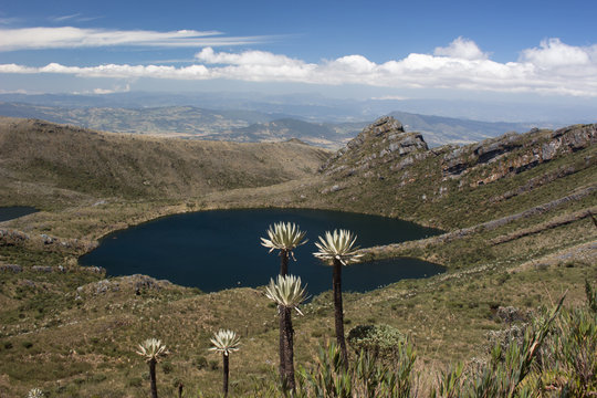 Frailejones y laguna grande de Siecha, Chingaza, COlombia