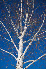 Ствол березы Зима Фоновый