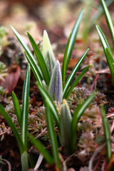 Three crocuses before flowering./Spring. The flower bed revives. Among a sedum after leaves flower cones of crocuses have seemed.