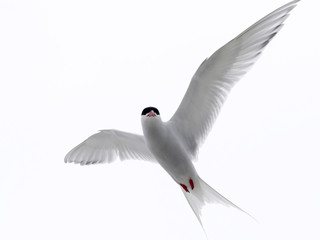 The South American tern, Sterna hirundinacea, is a species of tern found in coastal regions of southern South America, Sea lion Island,  Falklan- Malvinas,