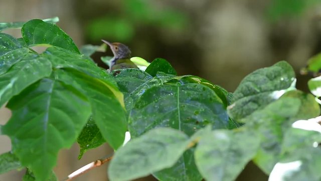 Bathing and Spa on green leafs.
Tiny cute bird,Common tailorbird (Orthotomus sutorius) playing with water on leafs in summer.
