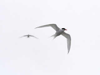 The South American tern, Sterna hirundinacea, is a species of tern found in coastal regions of southern South America, Sea lion Island,  Falklan- Malvinas, 