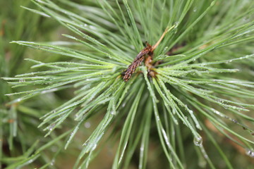 Drops of dew on pine needles 20085