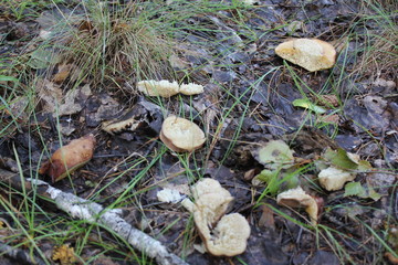 One broken cutting porcini in a summer forest 20133