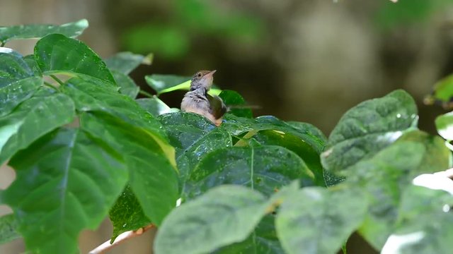 Bathing and Spa on green leafs.
Tiny cute bird,Common tailorbird (Orthotomus sutorius) playing with water on leafs in summer.
