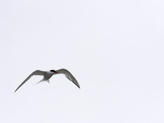 The South American tern, Sterna hirundinacea, is a species of tern found in coastal regions of southern South America, Sea lion Island,  Falklan- Malvinas,