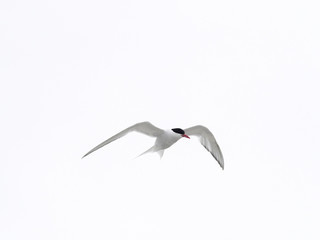 The South American tern, Sterna hirundinacea, is a species of tern found in coastal regions of southern South America, Sea lion Island,  Falklan- Malvinas,