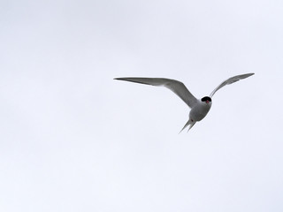 The South American tern, Sterna hirundinacea, is a species of tern found in coastal regions of southern South America, Sea lion Island,  Falklan- Malvinas,