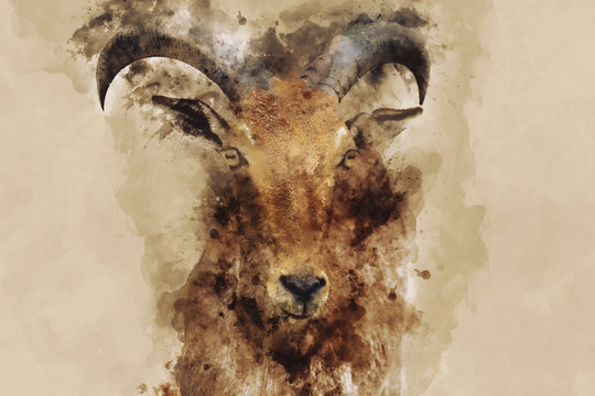 Watercolor image of goat portrait with horns, digital illustration