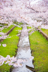 Obraz premium 満開の桜