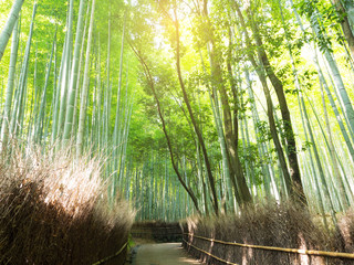 Fototapeta premium Streszczenie rozmycie i miękkość zielonego lasu bambusowego w Arashiyama, Kioto