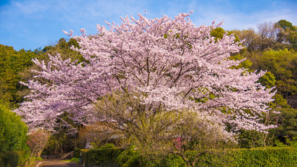 満開の桜