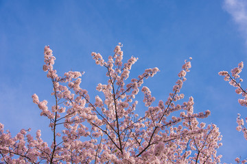 満開の桜