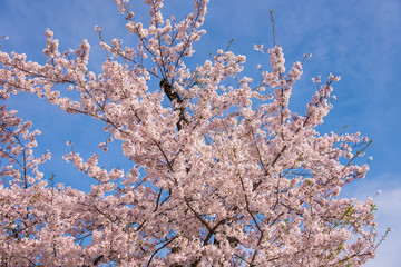 満開の桜