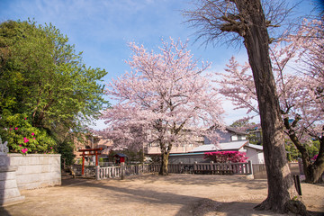 満開の桜