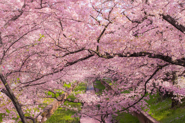 小川沿いに咲く満開の桜