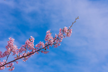 満開の桜　クローズアップ