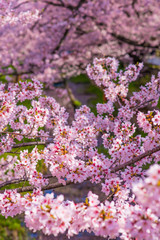 満開の桜　クローズアップ