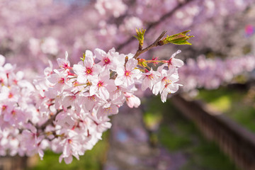 Fototapeta premium 満開の桜 クローズアップ