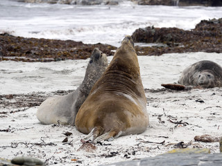 South males fighting Elephant Seal, Mirounga leonina, Cracas Island, Falkland Islands - Malvinas