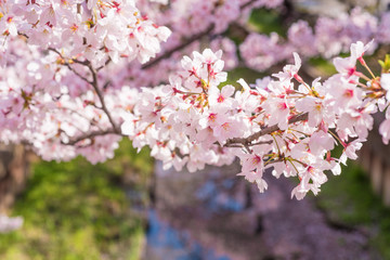 Obraz premium 満開の桜 クローズアップ