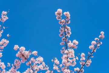 満開の桜　クローズアップ