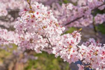 満開の桜　クローズアップ