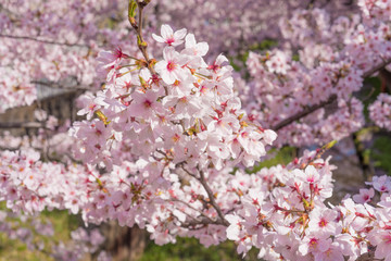 満開の桜　クローズアップ
