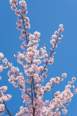 満開の桜　クローズアップ