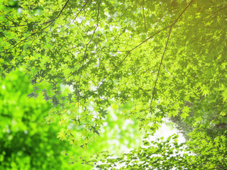 Natural green maple branch for background