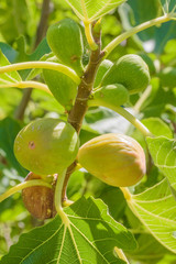 Figs Growing on Tree
