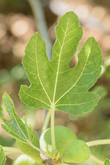 Green Veined Figs Leaf